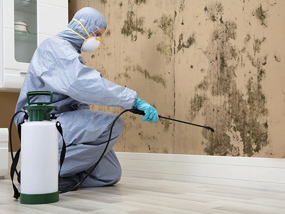 Mold Remediation Experts